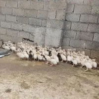 جوجه اردک