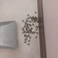 سمپاشی سوسک ساس ضمانت مهر فاکتور|خدمات نظافت|تهران, تجریش|دیوار