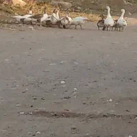 غاز محلی تخم گذار|حیوانات مزرعه|مشگین شهر, |دیوار