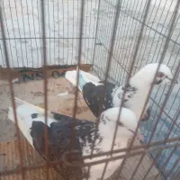یک جفت کفتر به فروش میرسد