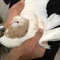 کفتر هما زردی کاکلی|پرنده|پردیس, فاز ۸|دیوار