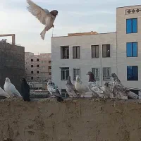 کفتر پرشی سنگین