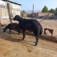 قوچ قزل ۲ سال