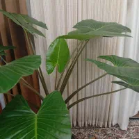 گل بابا ادم
