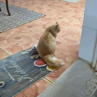 واگذاری گربه|گربه|اردکان, |دیوار