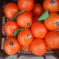 پرتقال مارسلین کوهستان تامسون شمال میوه فروشی