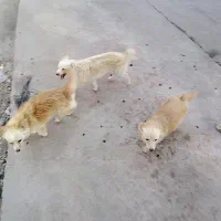 سگ اشپیتز شش ماهه