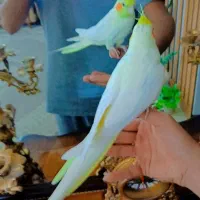 عروس هلندی لوتینو ماده بالغ کاملا دستی|پرنده|مشهد, کوی المهدی|دیوار