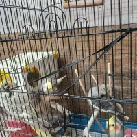 عروس هلندی دوتاجفت یک میلیون وسیصد