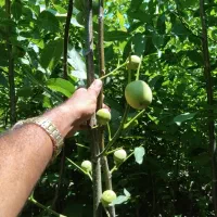 نهال اصفهان|گل و گیاه طبیعی|شاهینشهر, شهرک ردانی پور|دیوار