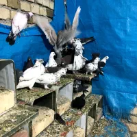 کفتر|پرنده|کاشان, پشت شهربانی|دیوار