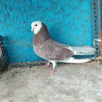 کبوتر نر ابلغ