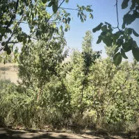 باغ
