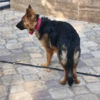 سگ اصل دو ماهه|سگ|تهران, تهرانپارس شرقی|دیوار