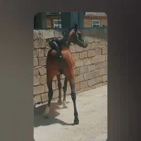 ای اسب عرب دوسر وارداتی