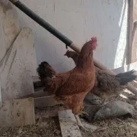 ۴عدد مرغ تخم گذار|حیوانات مزرعه|اقبالیه, |دیوار