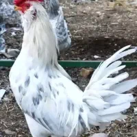 گلین سفید خال توسی
