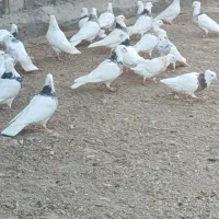 کبوتر توقی نسل دار|پرنده|دیواندره, |دیوار