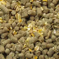 کنسانتره آجیلی ممتاز گاو پرواری