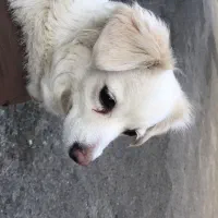 گمشده