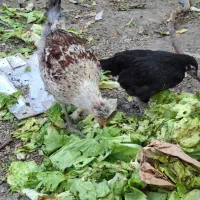 مرغ مادر همراه جوجه و مرغ و خرس
