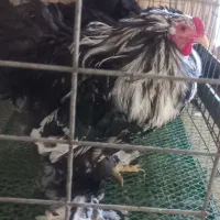 فروش برهما ست و باکیفیت