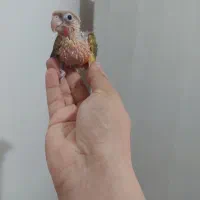 جوجه گیرینچیک|پرنده|کرج, عظیمیه|دیوار