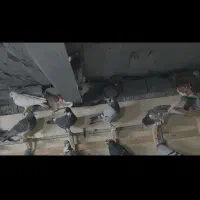 ۸۰تا کفتر جنگده شب روز ندارن همه پلاکی ابلغ|پرنده|مشهد, توس (بلوار توس)|دیوار