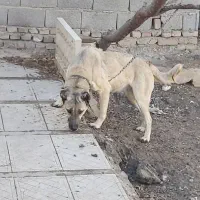 سگ ماده سرابی|سگ|رباط‌کریم, شهرک صنعتی زواره‌ای|دیوار