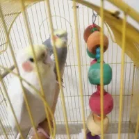 ‌عروس هلندی