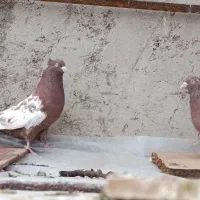 نرو ماده سینه سرخ