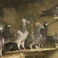 350،000|پرنده|بیرجند, |دیوار