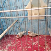 قناری|پرنده|تهران, باغ خزانه|دیوار