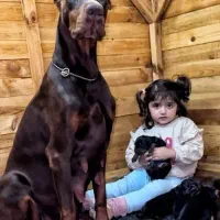 توله دوبرمن اروپایی نر و ماده (فی۳۵م)|سگ|تهران, جنتآباد مرکزی|دیوار