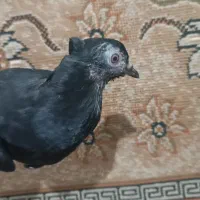 دو عدد کبوتر دم سفید|پرنده|صائین قلعه, |دیوار