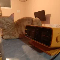 انتیک|کلکسیون اشیاء عتیقه|رشت, بیجارپس|دیوار