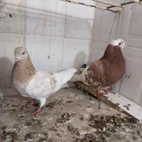 سرور کاکل .زرد .شازده هما تخت دمسفید|پرنده|اصفهان, باغ فدک|دیوار