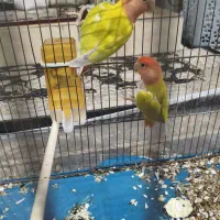 جفت کوتوله با دو عدد جوجه