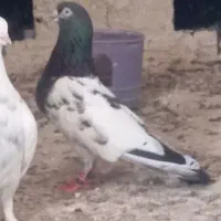 کبوتر فروش یا معاوضه