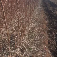 فروش انواع نهال و صنوبر|خدمات باغبانی و درختکاری|ترکمانچای, |دیوار