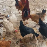 دوعدد خروس محلی|حیوانات مزرعه|سیلوانه, |دیوار