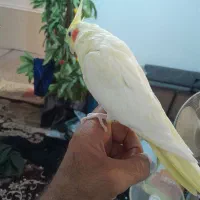 عروس