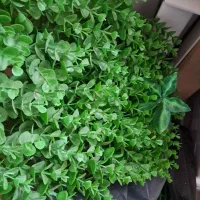 سبزه، چمن، دیوارپوش مصنوعی