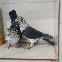 جفت گلی سینه سفید|پرنده|مرودشت, ده بید|دیوار