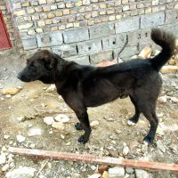 سگ گلگی ونگهبان