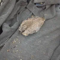 فروش یک عدد جوجه کبوتر  کوکو