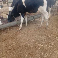 تلیسه هلشتاین