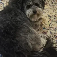 فروش سگ|سگ|اصفهان, خلیل آباد|دیوار