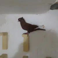 قارااصیل