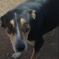 سگ نژاد دار نگهبان